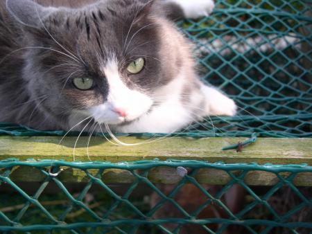 minou