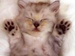 chaton