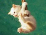 minou